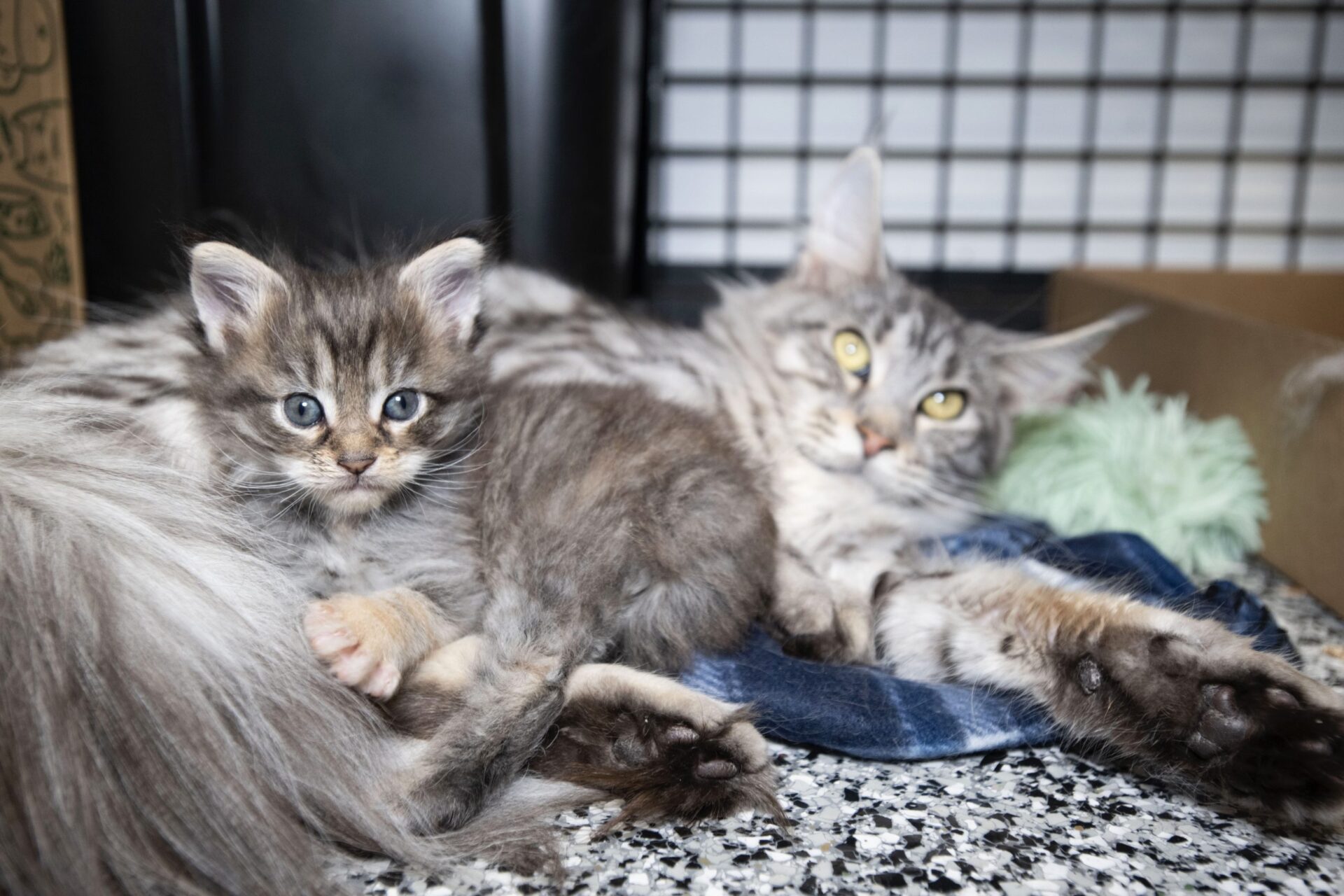 More Than 100 Cats & Kittens Rescued From Alleged Cruelty Situation By ...
