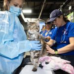 VA Cat Breeder Rescue at Care Center