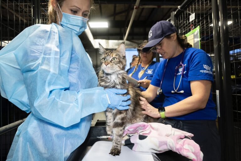 More Than 100 Cats & Kittens Rescued From Alleged Cruelty Situation By A Commercial Breeder In Virginia