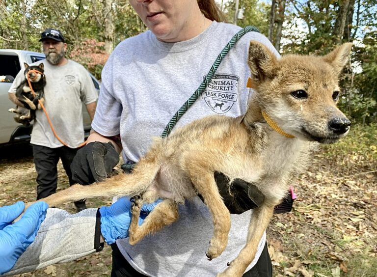 Humane Society of Missouri Rescues 43 Starving Dogs & Recovers 9 Dead From A Former Commercial Breeder