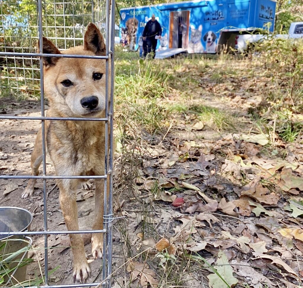 Missouri Rescue Humane Society of Missouri Rescues 43 Starving Dogs & Recovers 9 Dead ...