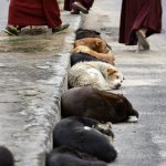 Street Dogs in Thimphu, Bhutan