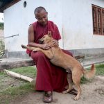 Bhutan Street Dogs