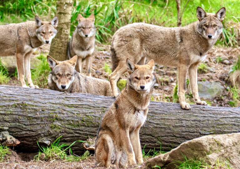 New Red Wolf Recovery Plan Calls For More Reintroductions With Only 13 Remaining In The Wild