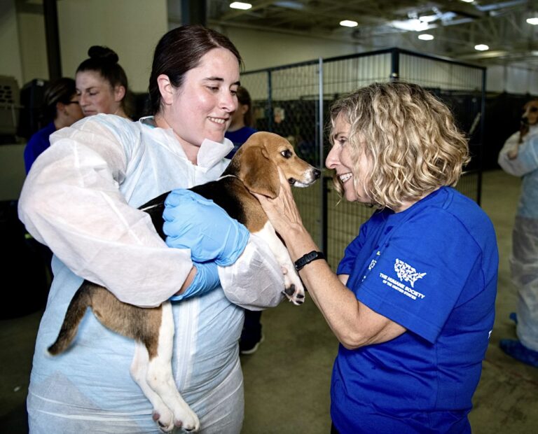 Nearly 4,000 Beagles Were Rescued From Animal Testing A Year Ago & Families Are Celebrating The Victory!