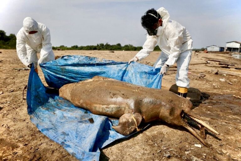 140 Endangered River Dolphins Have Died In The Amazon; Up To 400 Dolphins Are Still Trapped Waiting To Be Rescued