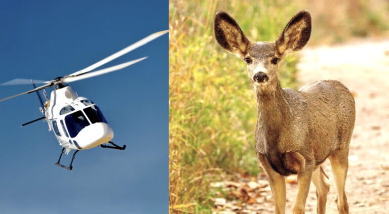 Urgent! Your Help Is Needed To Stop The Brutal Slaughter Of Innocent Mule Deer On Catalina Island