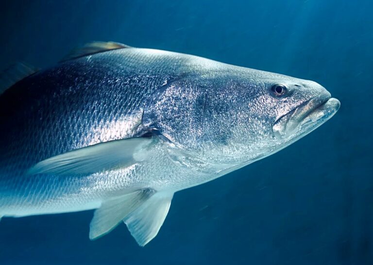 Second Largest Seizure Of Endangered Totoaba Fish Swim Bladders Discovered In San Luis Port, Arizona