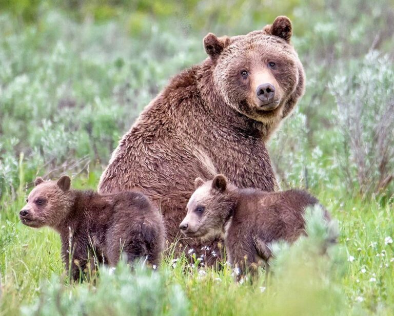 Long-Awaited Plan To Protect Grizzlies In The North Cascades Should Restore Their Threatened Population