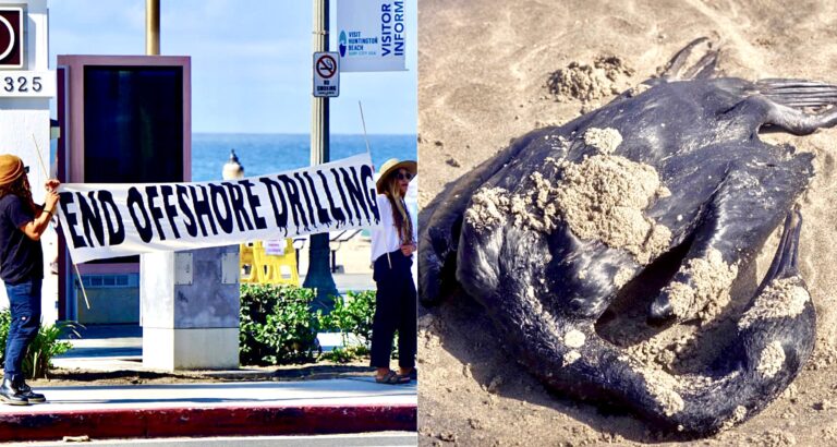 Outdated Offshore Drilling Plans Linked To California Oil Spill That Killed Wildlife Will Be Reviewed By U.S. Government
