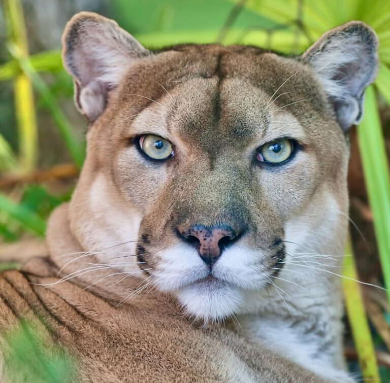 Shocking News As 12 Endangered Florida Panthers Have Been Struck & Killed By Cars This Year Alone