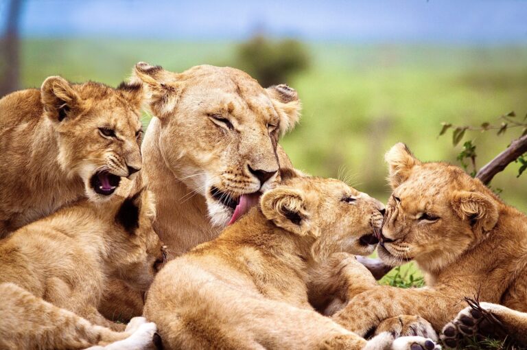 New Study Shows That Tourists Are Willing To Pay For A Total Ban On Trophy Hunting To Protect Wildlife In South Africa