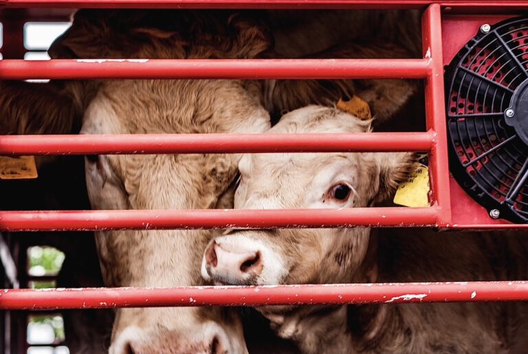 King Charles Announces Ban On The Live Export Of Animals For Slaughter In The UK In New Legislation
