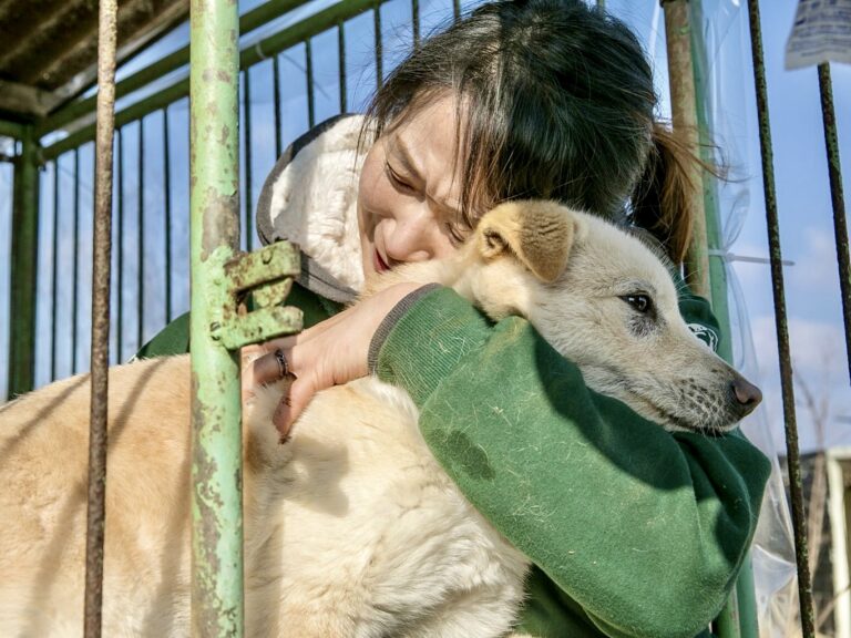 Victory! South Korea Announces Plans To Ban Dog Meat Industry By The End Of 2023 With A Three Year Phase Out