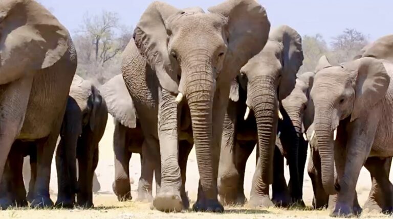 Major Victory! Canada Bans The Trade Of Elephant Ivory & Rhino Horn In Historic Decision