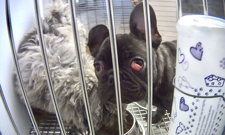 Undercover Investigation Exposes Petland In Michigan Selling Sick Puppies Sourced From Puppy Mills