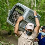 Guatemalan Wildlife Release