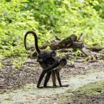 Guatemalan Wildlife Release