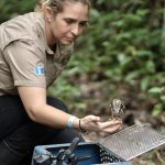 Guatemalan Wildlife Release