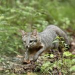 Guatemalan Wildlife Release