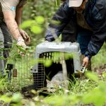 Guatemalan Wildlife Release