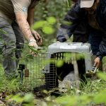 Guatemalan Wildlife Release