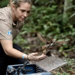 Guatemalan Wildlife Release