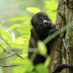 Guatemalan Wildlife Release