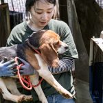 South Korea Dog Meat Farm Rescue (Farm 16)