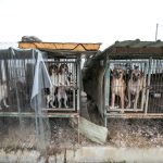 South Korea Dog Meat Farm 16