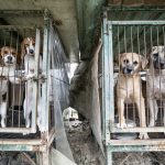 South Korea Dog Meat Farm 16