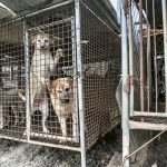 South Korea Dog Meat Farm 16