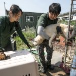 South Korea Dog Meat Farm Rescue (Farm 16)