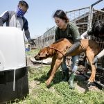 South Korea Dog Meat Farm Rescue (Farm 16)