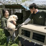 South Korea Dog Meat Farm Rescue (Farm 16)