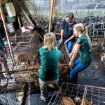 Tomohon dog and cat meat rescue