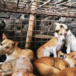 Slaughterhouse in Tomohon, Indonesia