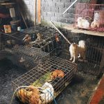 Slaughterhouse in Tomohon, Indonesia