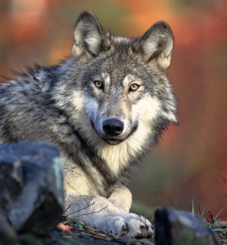 Legal Petition Seeks Ban On Shooting Wolves From Helicopters In Idaho’s National Forests