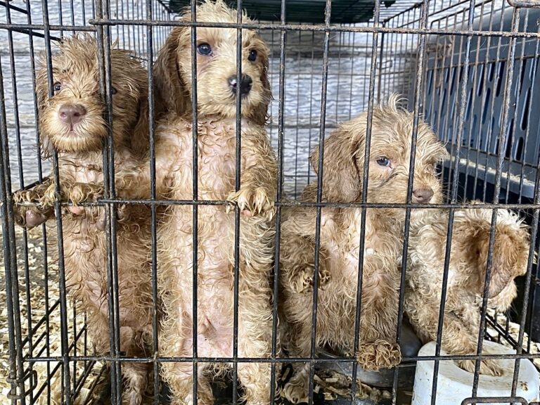 106 Neglected Dogs & Puppies Have Been Rescued From Puppy Mill Breeding Operations In Missouri
