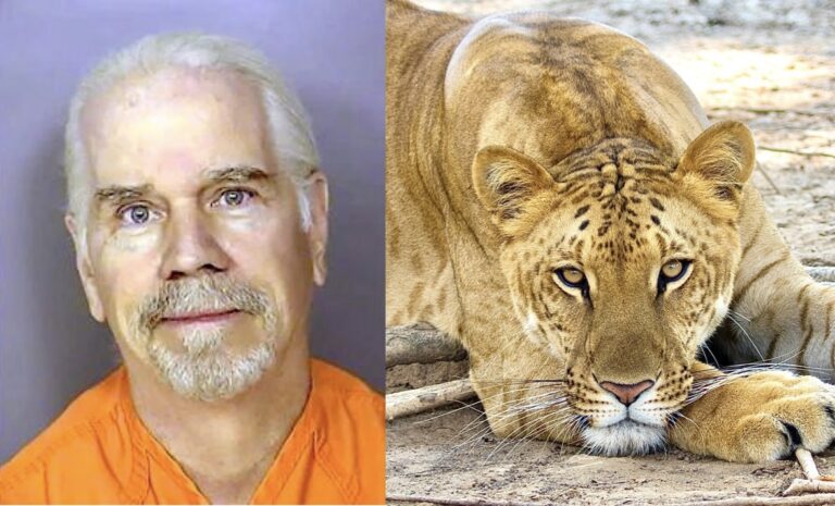 Tiger King’s Doc Antle, Owner Of Myrtle Beach Safari, Pleads Guilty To Federal Wildlife Trafficking Charges