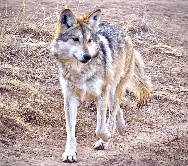 Animal Advocates Urge USFWS To Let Mexican Gray Wolf ‘Asha’ Roam Free After Efforts To Relocate Her Were Unsuccessful 
