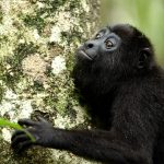 Guatemalan Wildlife Release