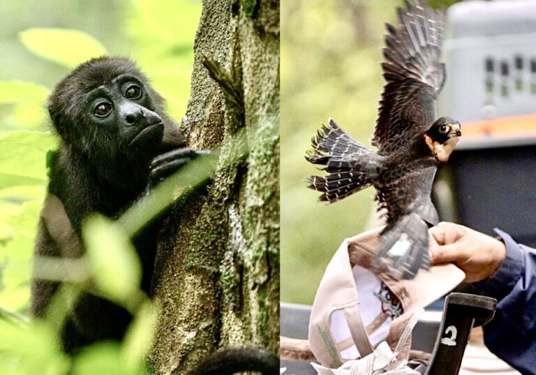 29 Species, Including Those Endangered, Have Been Rescued From Wildlife Trafficking & Returned To The Wild In Guatemala