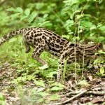 Guatemalan Wildlife Release