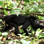 Guatemalan Wildlife Release