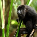 Guatemalan Wildlife Release