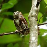 Guatemalan Wildlife Release