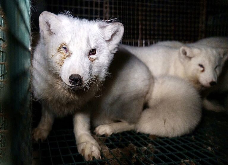 Largest-Ever Undercover Investigation Into EU Fur Farms Expose Horrific Conditions As A Ban Is Contemplated