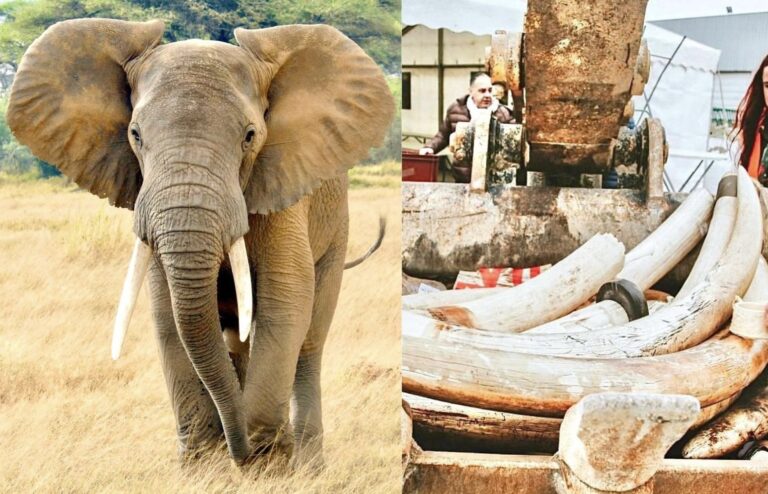1.8 Tons Of Ivory Destroyed In France Following Successful Campaign Encouraging People To Hand Over Ivory Items